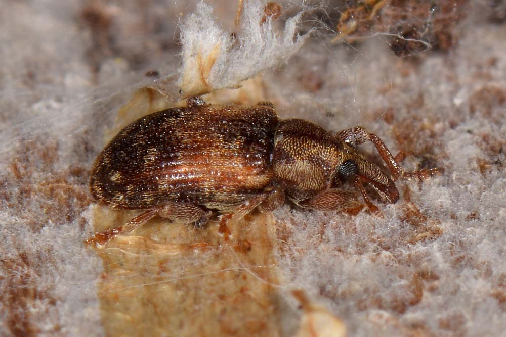 Curculionidae:  Dorytomus nebulosus